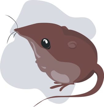 rat