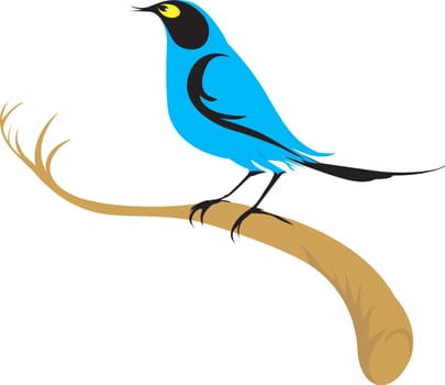 bird