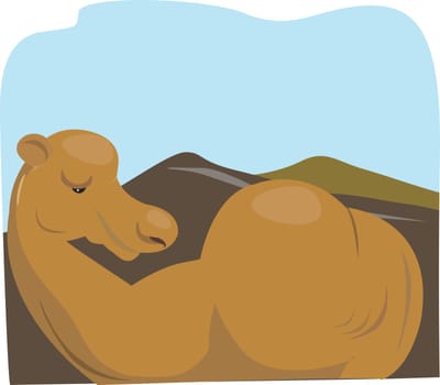 camel