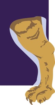 muscular leg