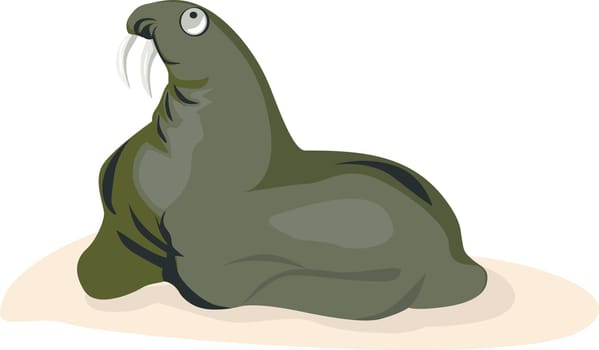 sea lion