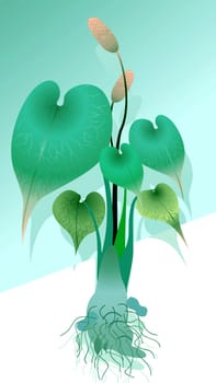 Anthurium