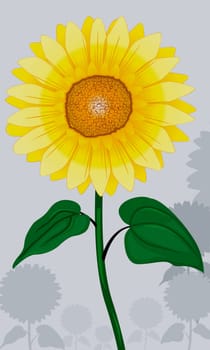 Sunflower