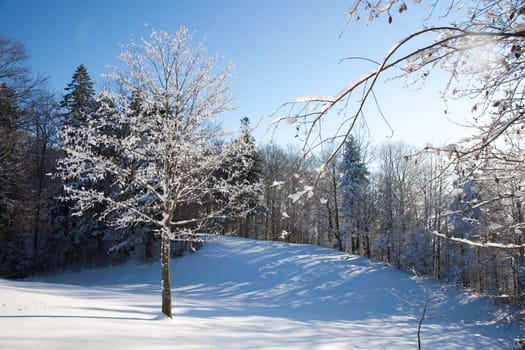 Winter Tree