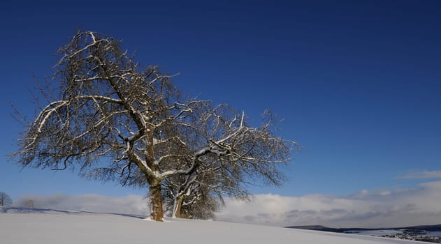 Winter