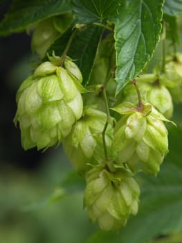 hop-plant - raw material for production beer