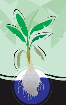 Banana-tree