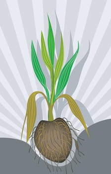 Coconut
