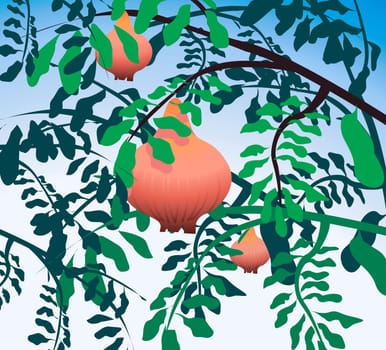 Pomegranate