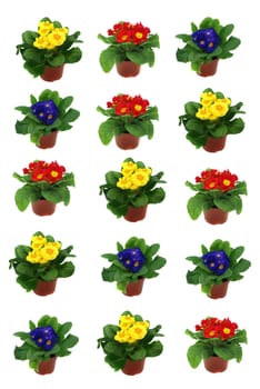 Primrose pots