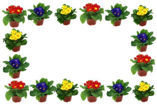 colorful primroses