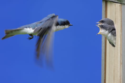 Tree Swallow Feeding Babies