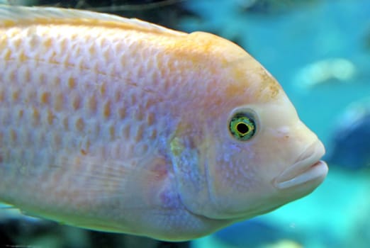 Fish Swimming