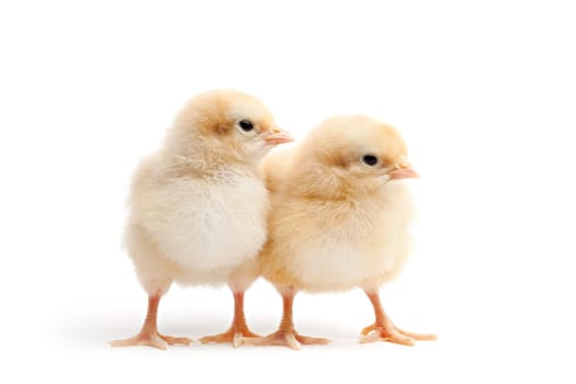 two young chicks isolated on white