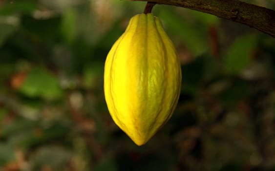 The cacao tree is an undergrowth tree that grows in the shade of larger tropical trees. The flowers (Cauliflorie) are located directly on the trunk,which is about 20 cm thick,and also on larger branches. They develop into fruits,which have a green color when unripe and a ripe egg.