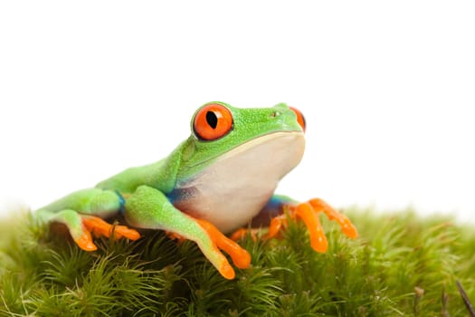 frog on moss isolated white