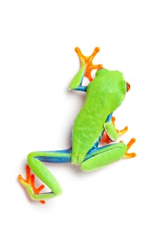 frog from above walking isolated on white
