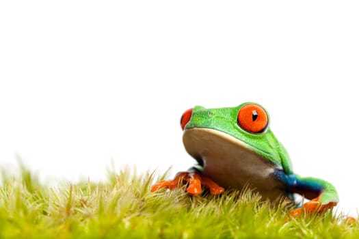 green frog on moss isolated