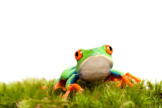 sad frog on moss isolated