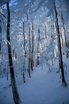 Winter in the forest