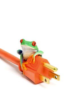 green energy - frog on power plug isolated