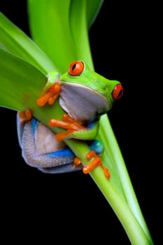 frog in a plant isolated black