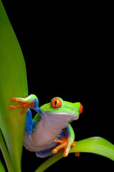 frog on plant leaves isolated black