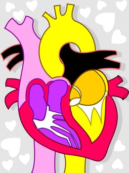 Heart