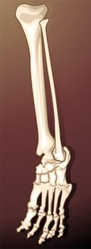 Bones