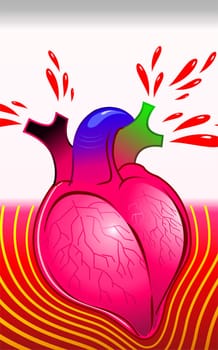 Heart