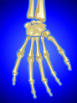 fingerBones