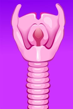 trachea