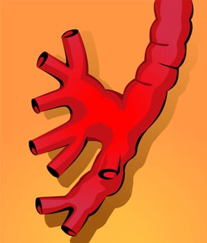 gullet