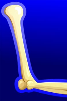 Bones