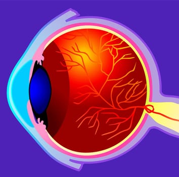 eyeball