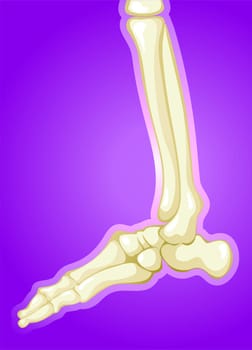 legbone
