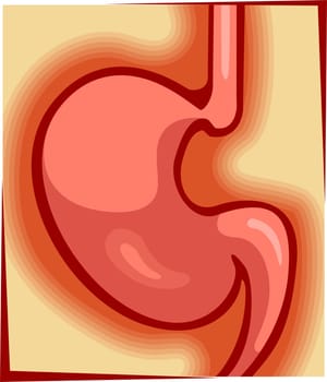 stomach
