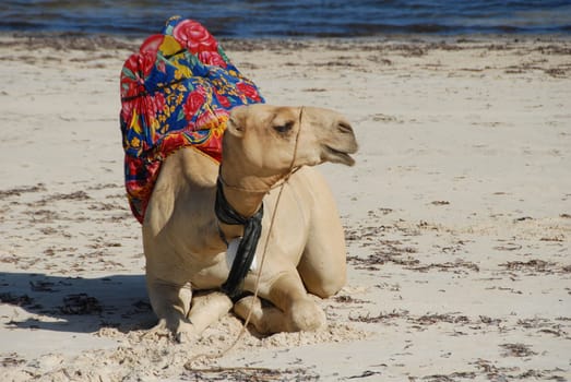 Camel on the beach of Kenya