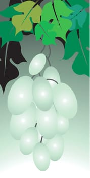 grapes