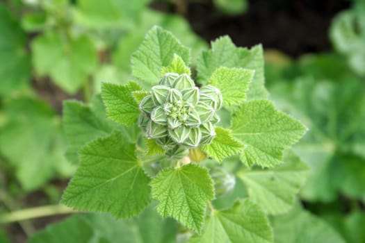 green leaf background