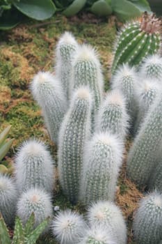 Cactus
