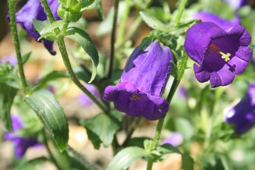 Purple Campanula