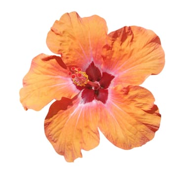 Hibiscus flower isolated on white