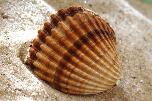 seashell
