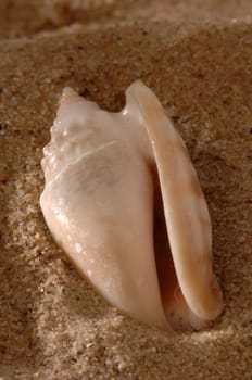 seashell
