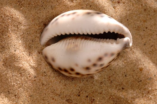seashell