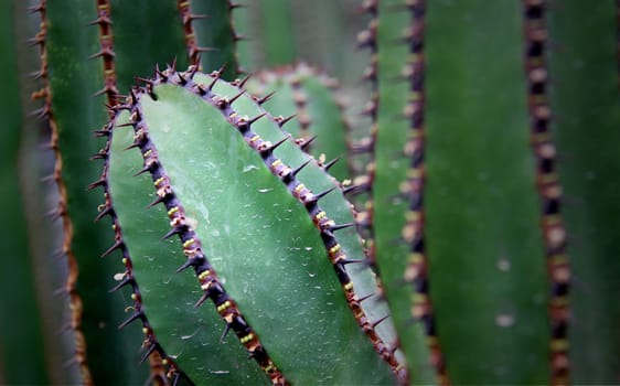 Kalahari spurge (Slender Candelabra Euphorbia)