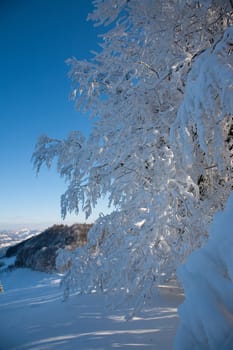 Hoarfrost