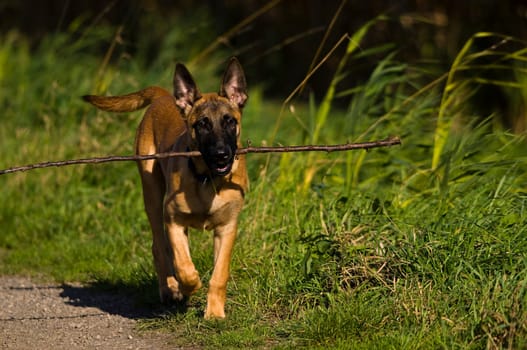 Malinois puppy,running
