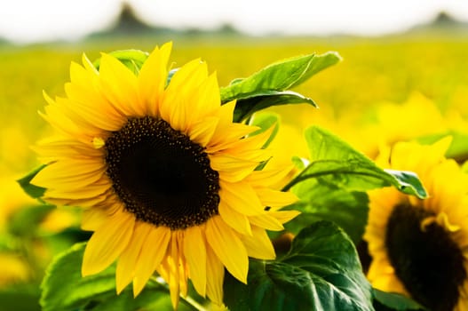 Sunflowers